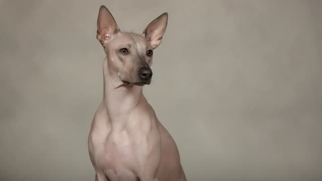 Illustration de Xoloitzcuintli