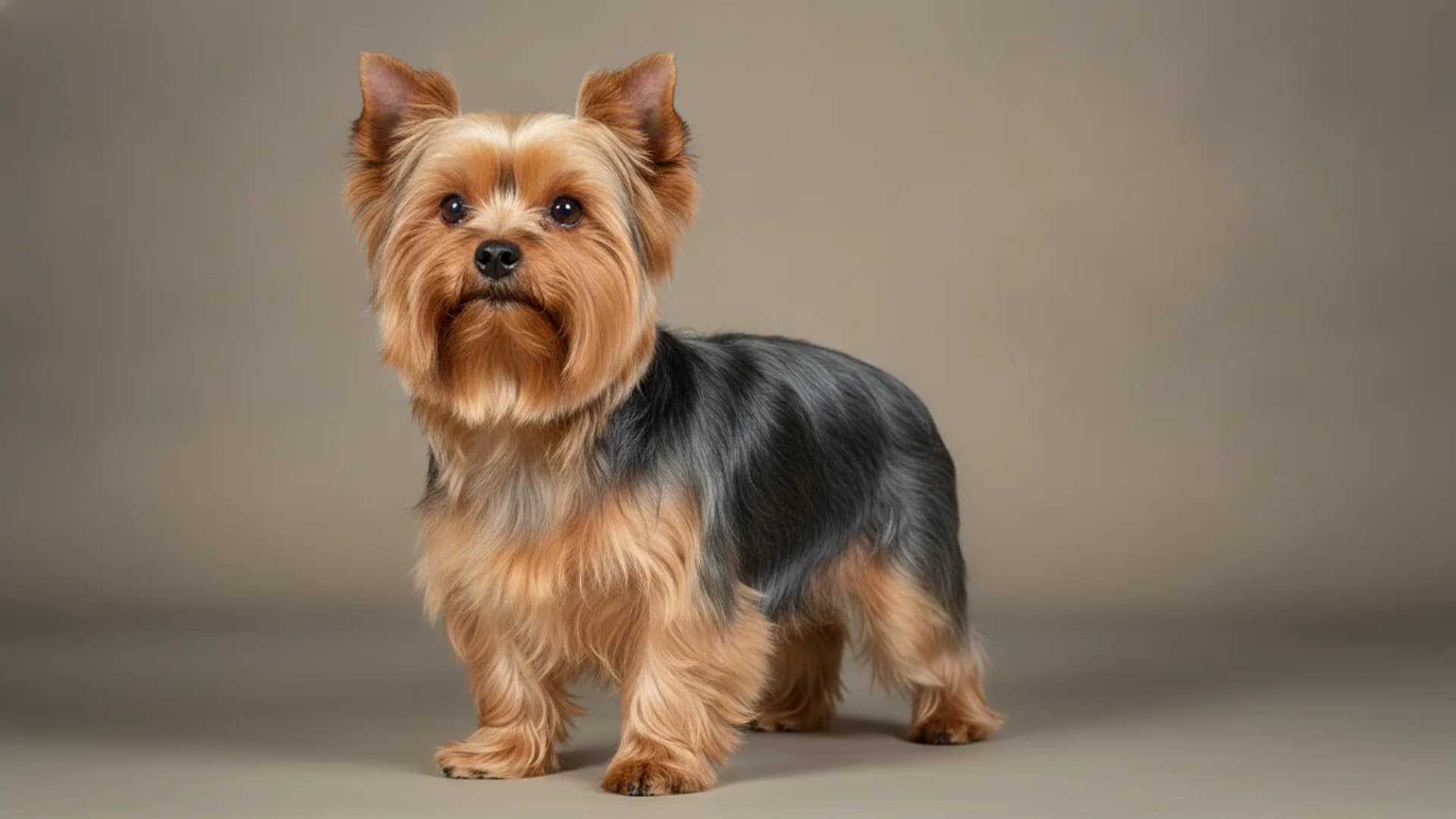 Illustration of Yorkshire Terrier