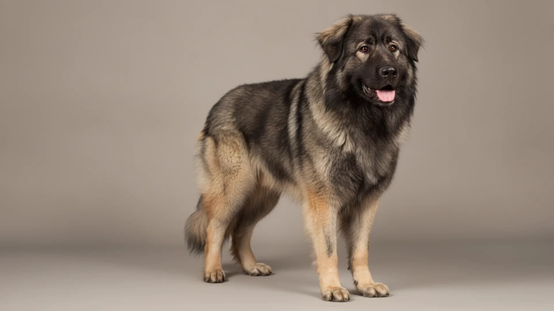 Illustration of Yugoslavian Shepherd Dog