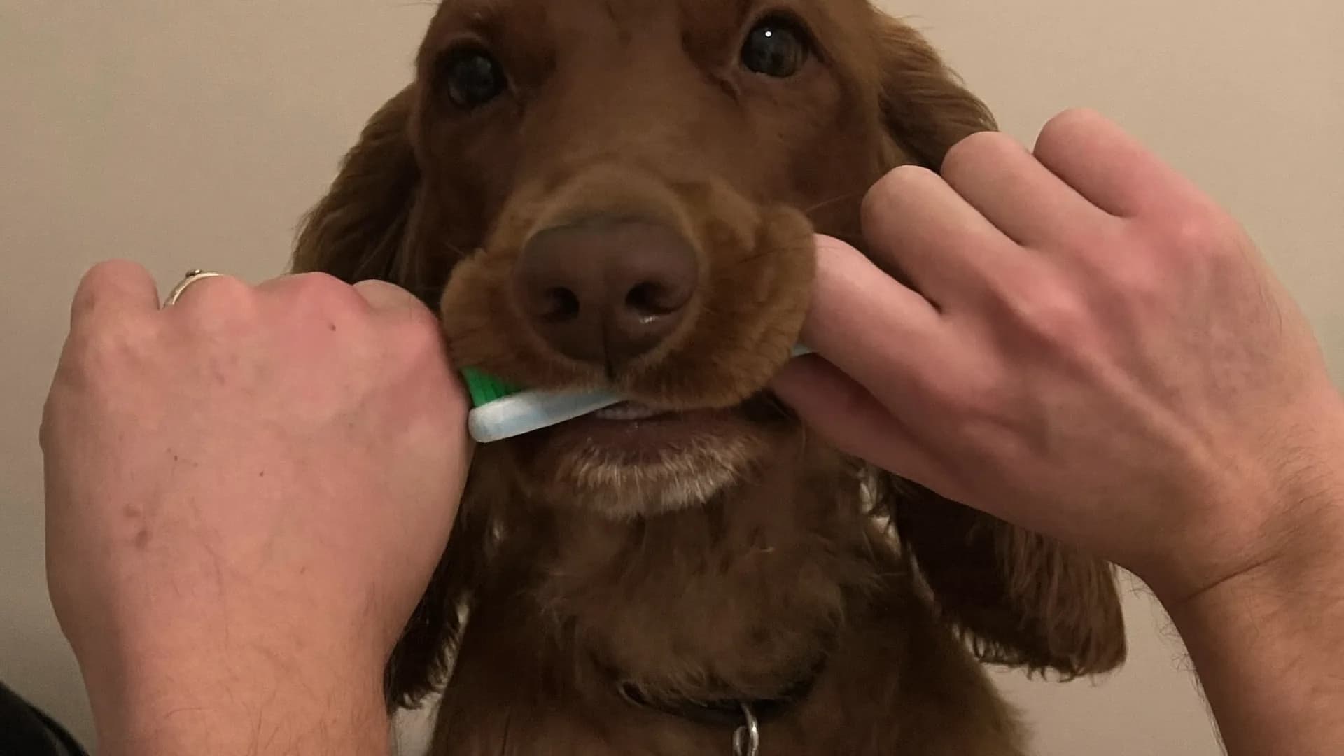 Brushing your dog's teeth: why bad breath is not normal