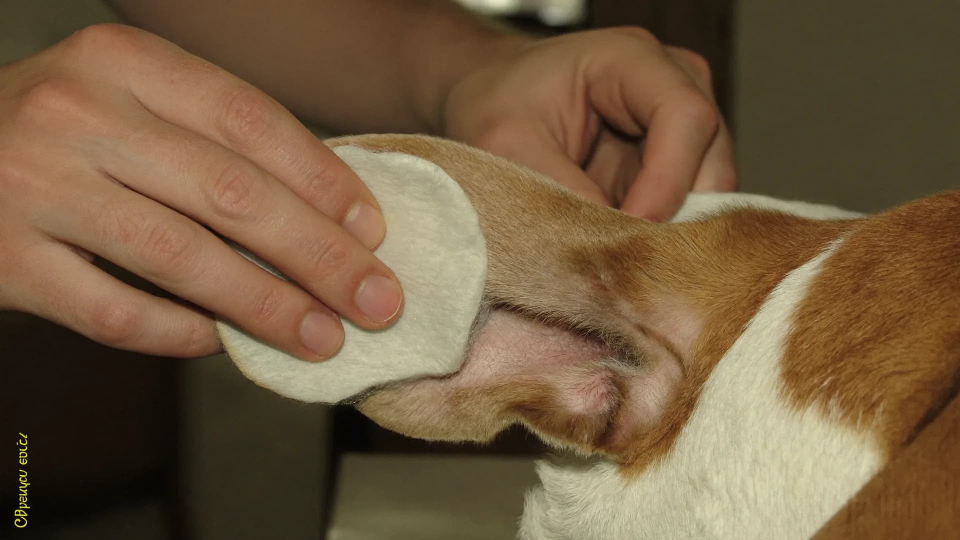 Cleaning your dog's ears: when it helps, when it harms, and the smell that means a vet
