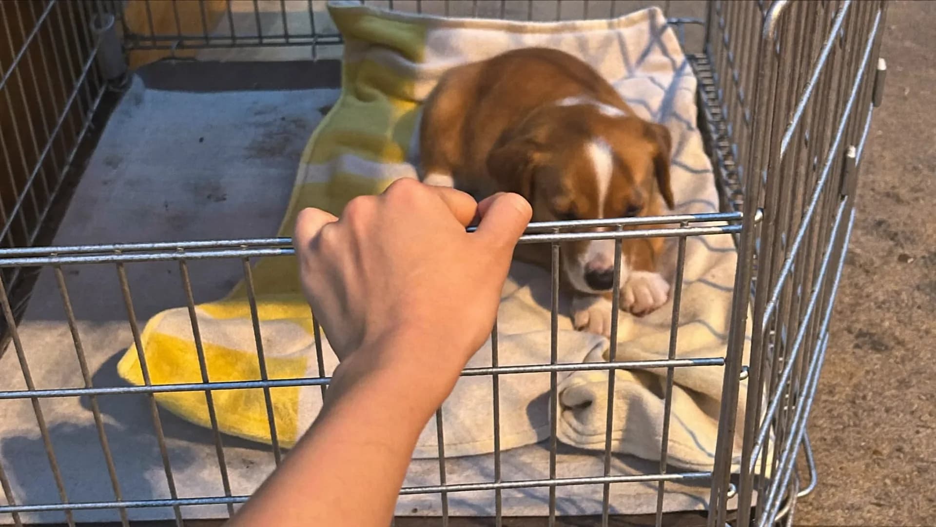 Crate training a puppy: a den, not a cage