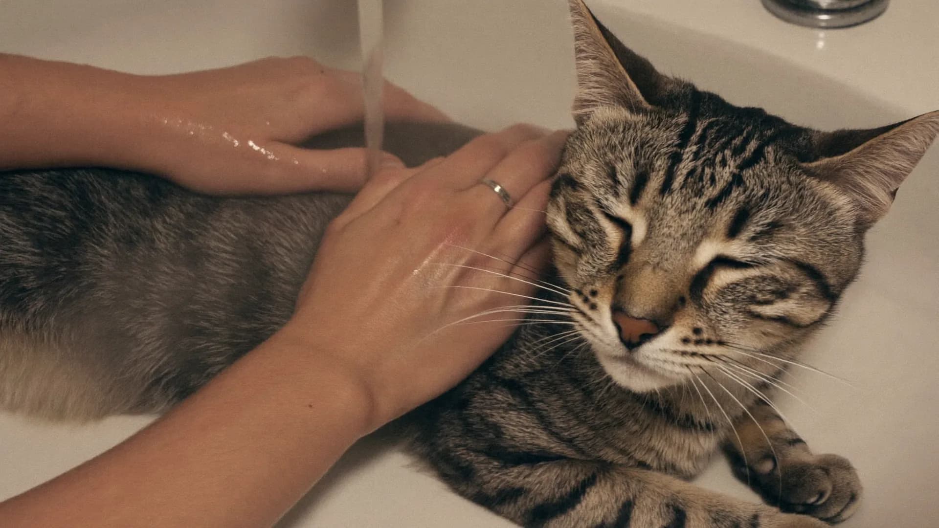 Do cats need baths? Usually not — and when they actually do