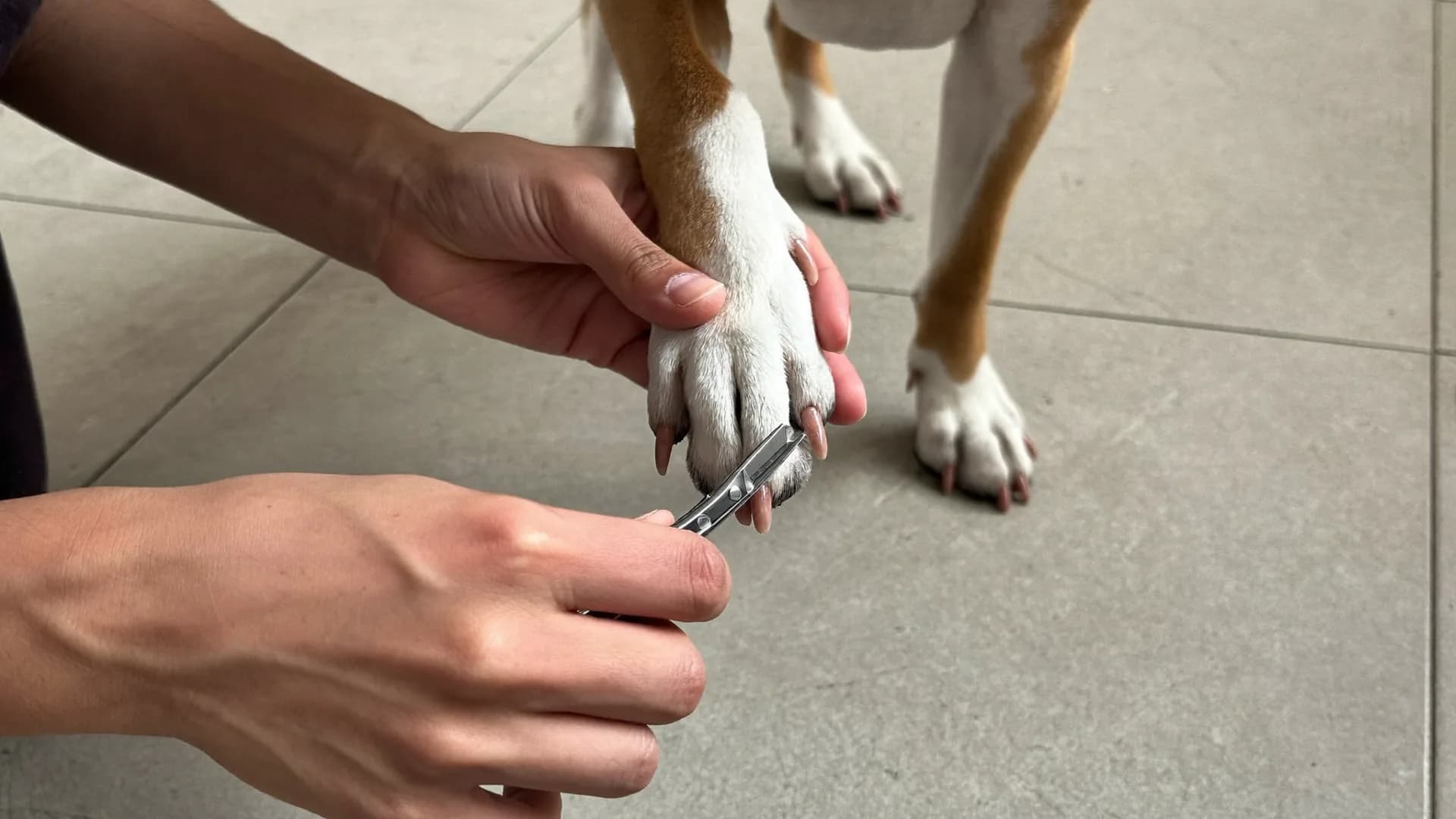 Trimming a dog's nails without the drama