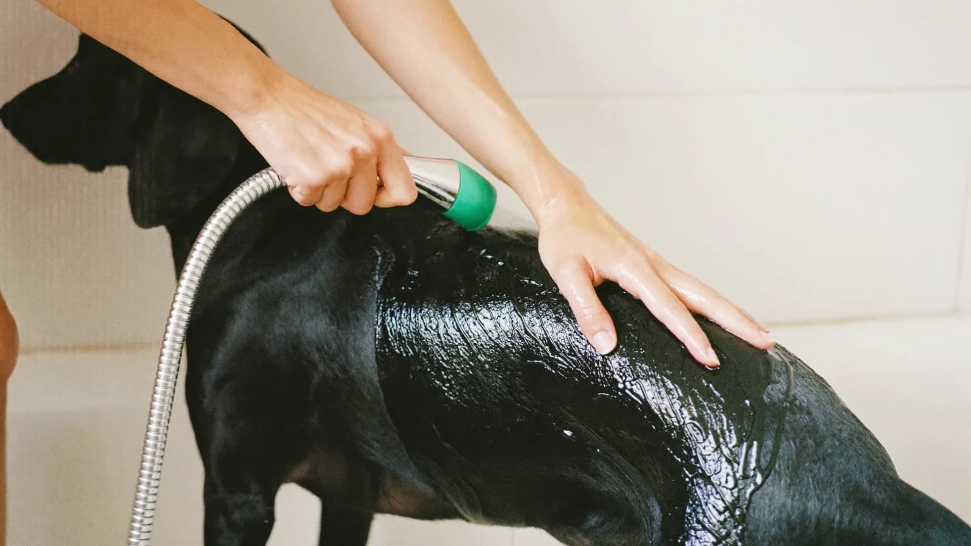 How often should you bathe a dog? It depends on the coat