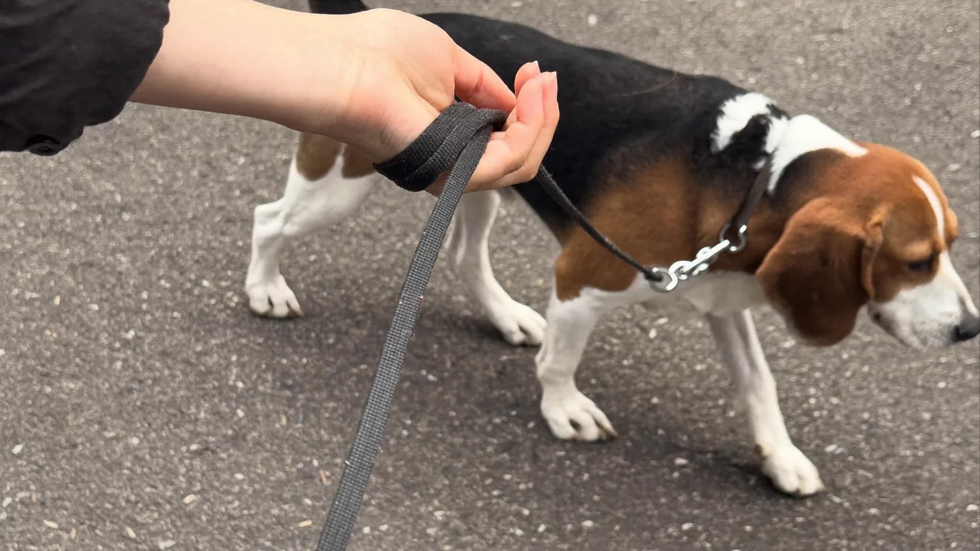 Wie man einen Hund vom Ziehen an der Leine abbringt: der ruhige Weg, der wirklich wirkt