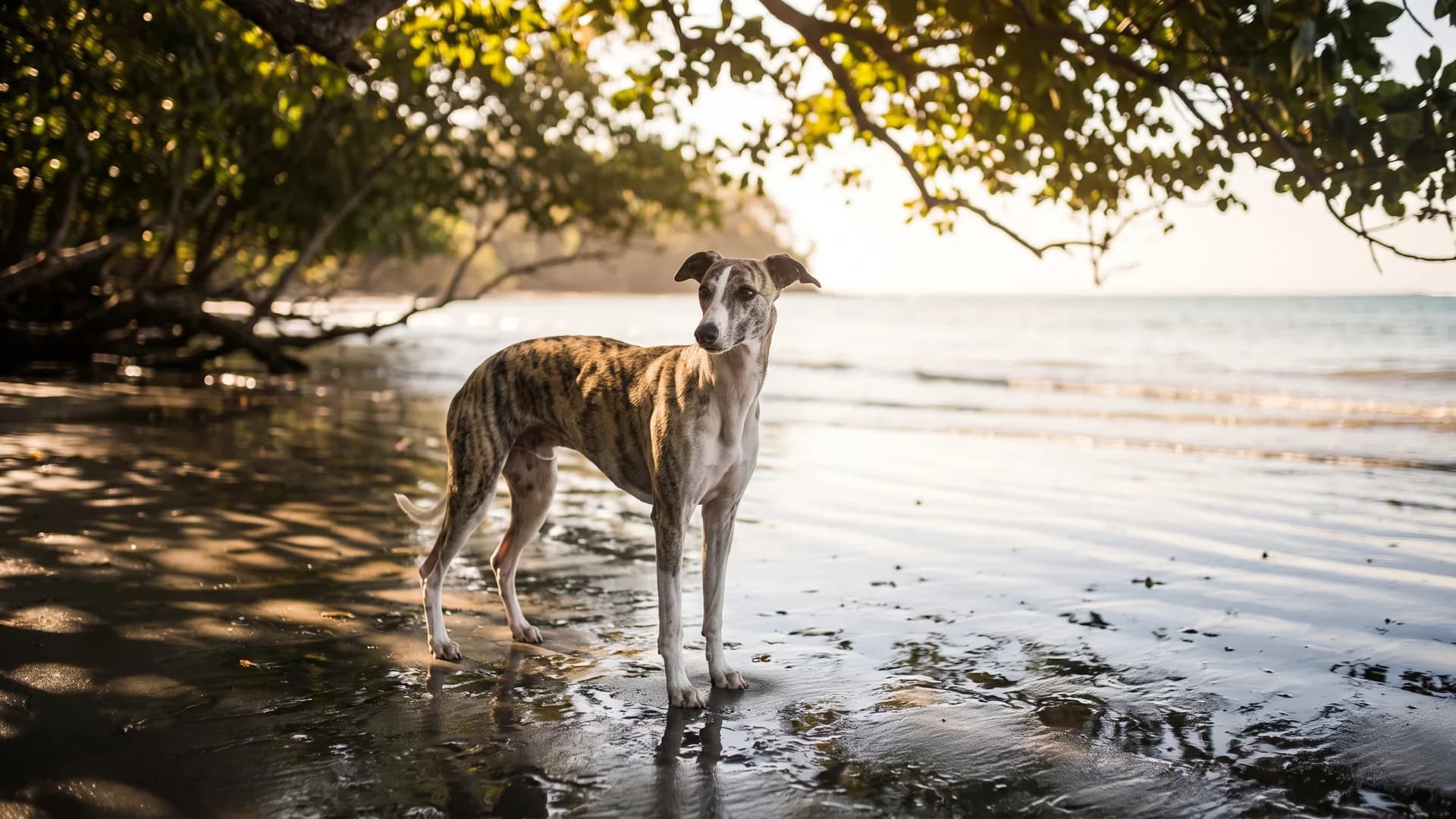 The pets called Henry: names a dictionary lists for people