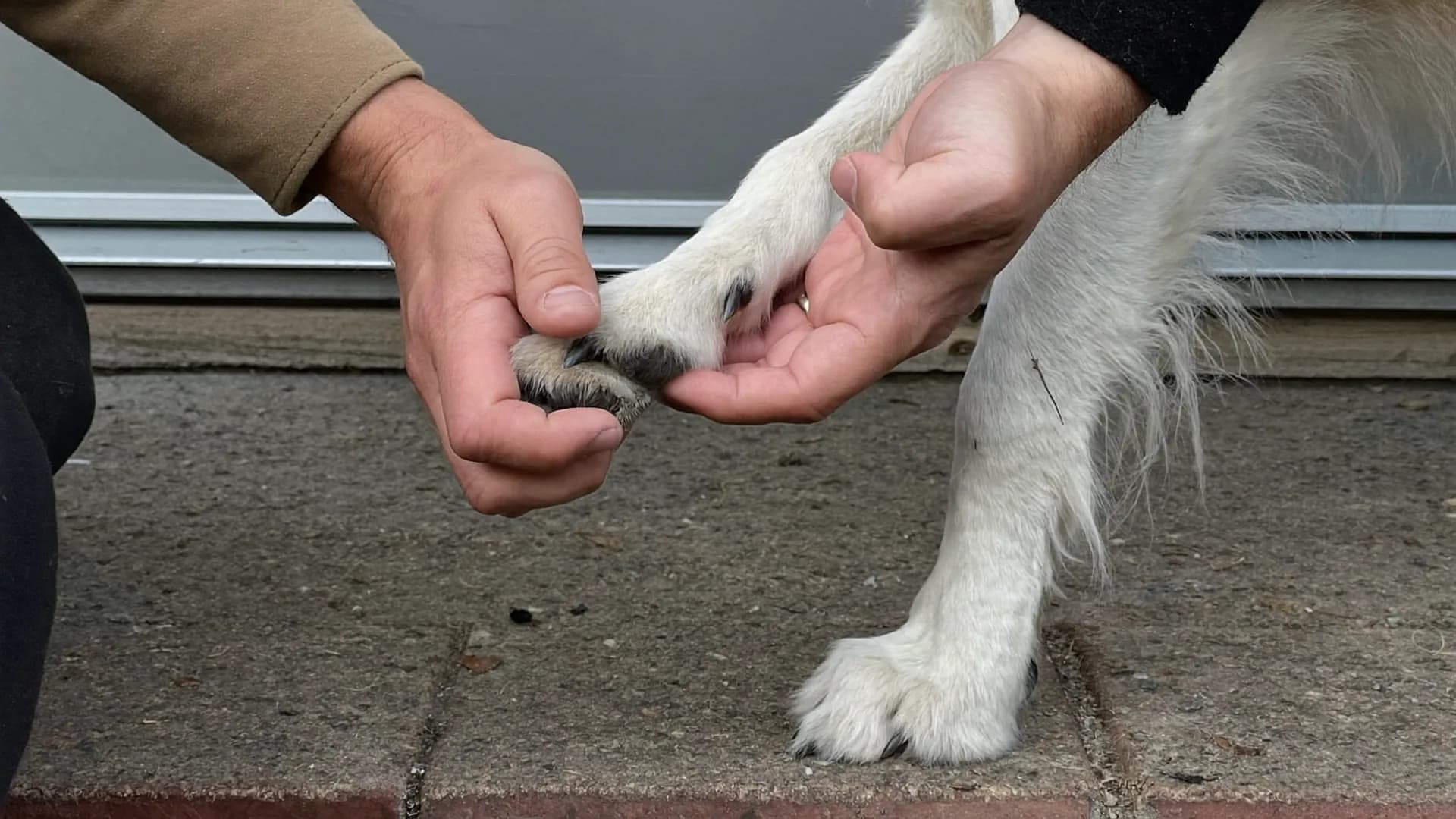 Paw and pad care through the seasons: what dogs' feet actually need
