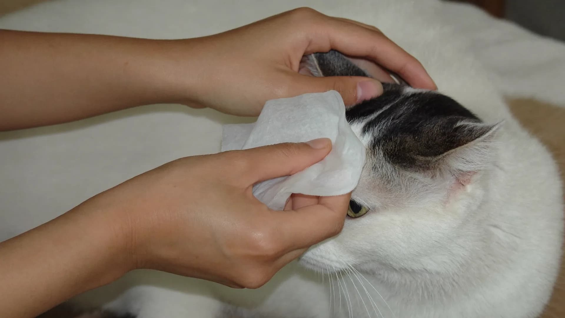 Your pet's eyes: normal gunk, tear stains, and the signs that mean a vet today