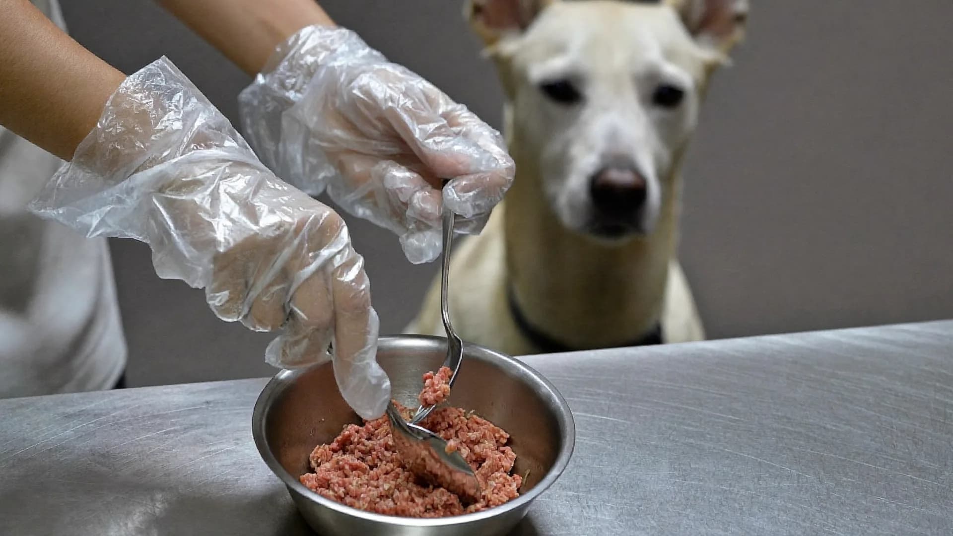Raw diets for dogs and cats: the evidence, and the risks