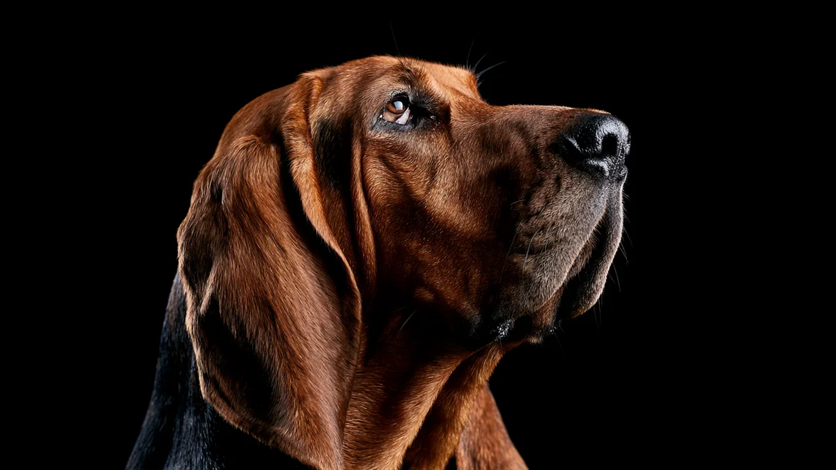 Female dog names, ranked by how often they are actually used