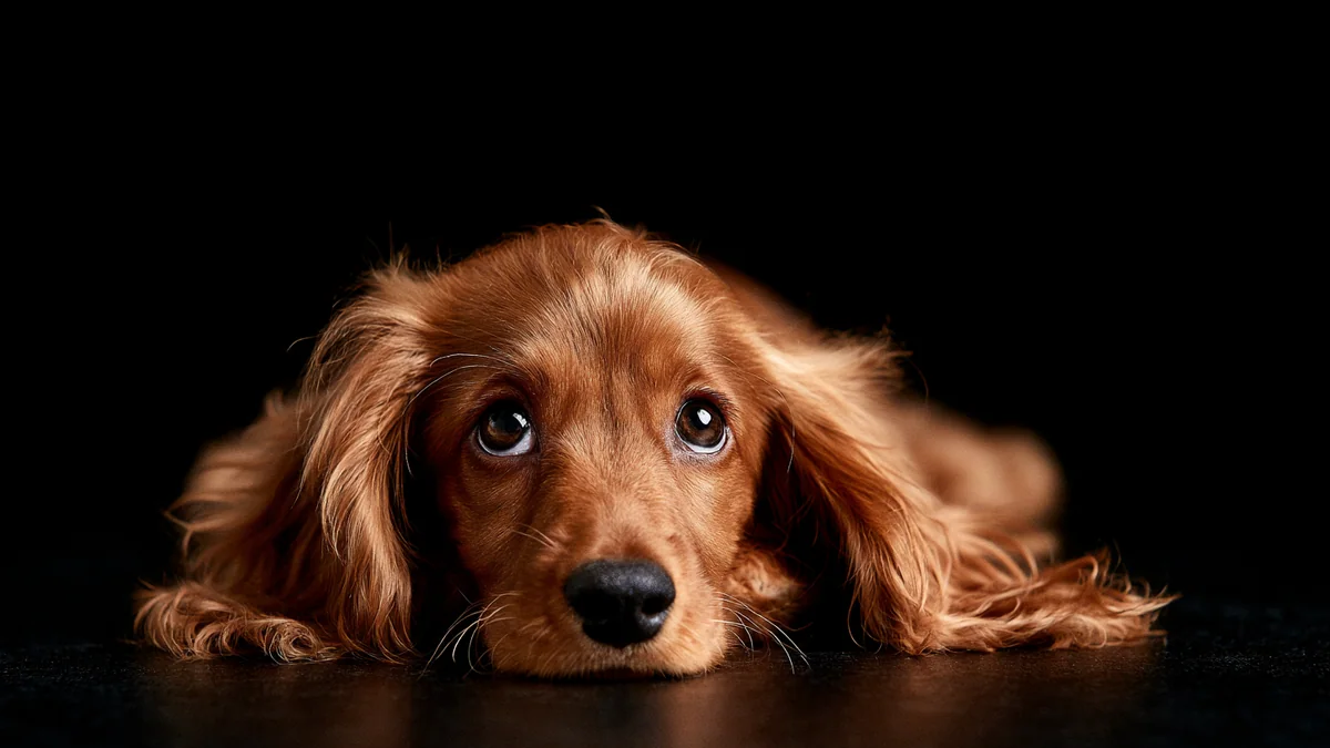 Food names for pets, from Mochi to Pepper