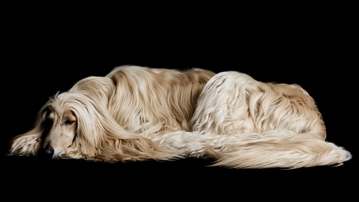 Illustration eines Afghanischer Windhund