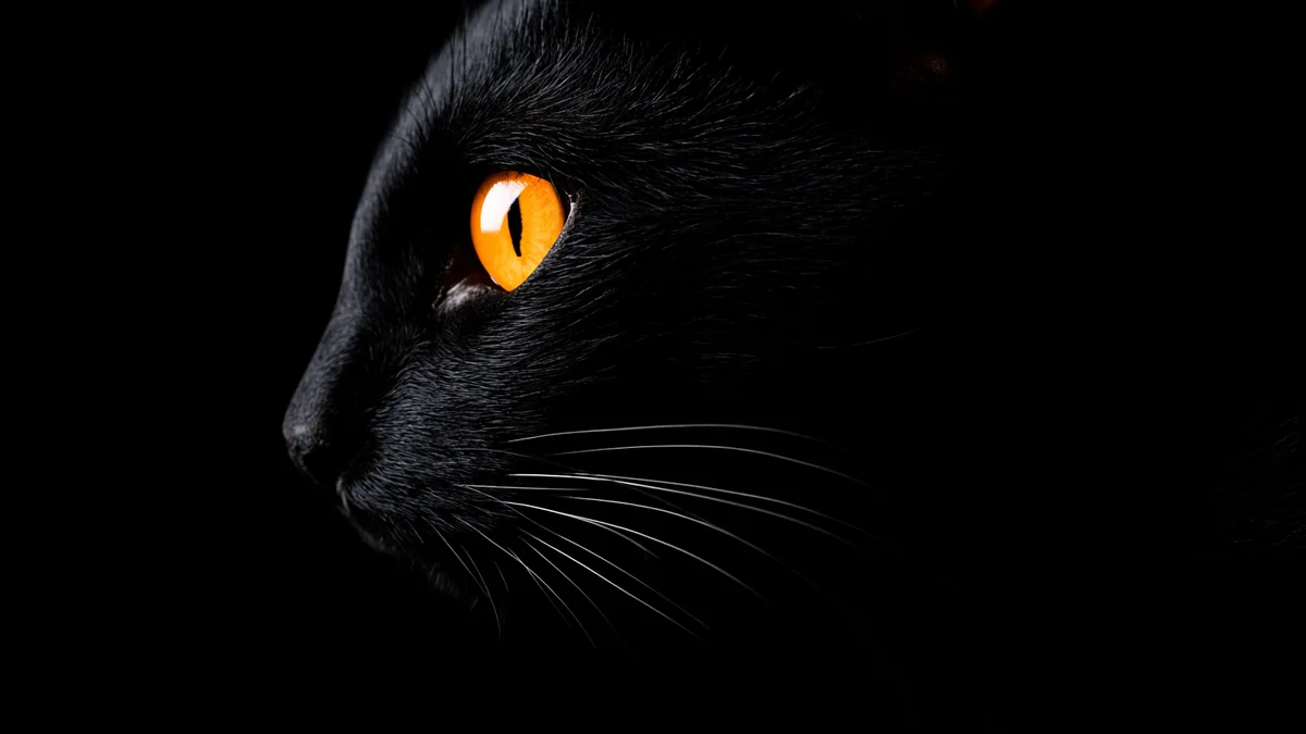 Illustration eines Bombay-Katze
