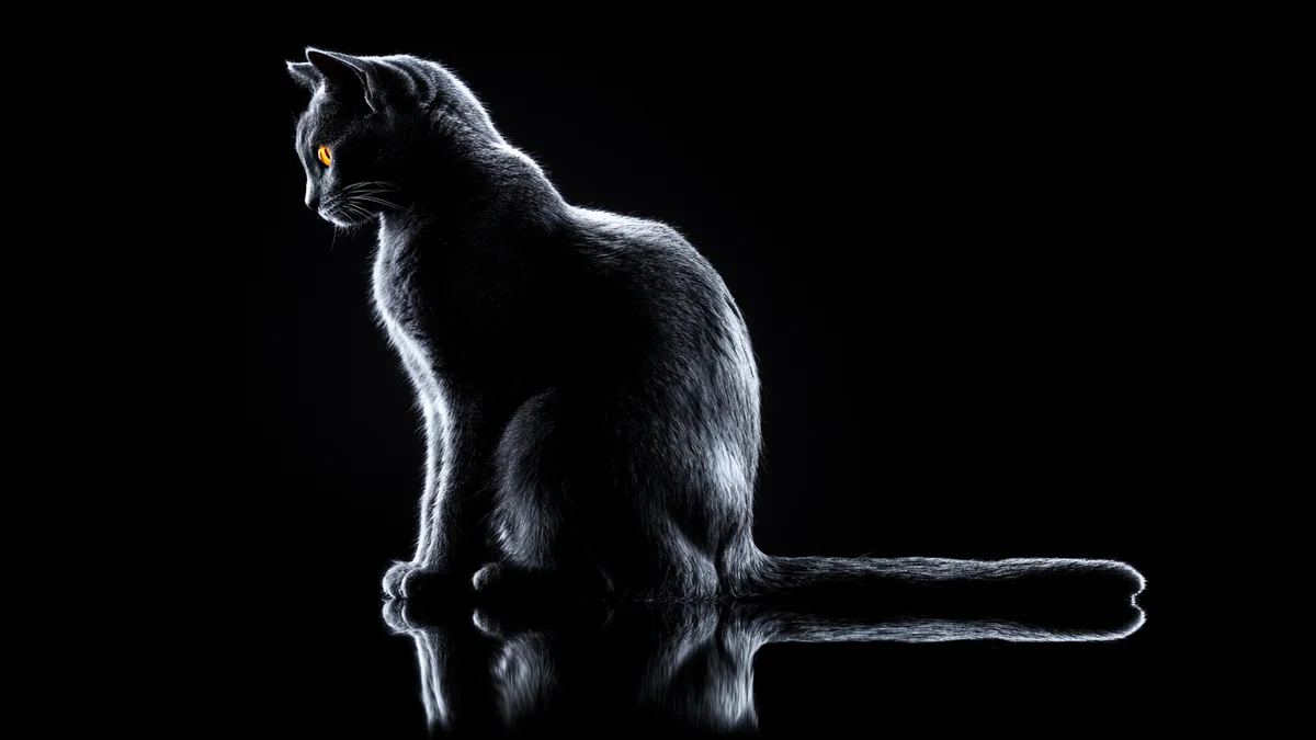 Illustration eines Chartreux