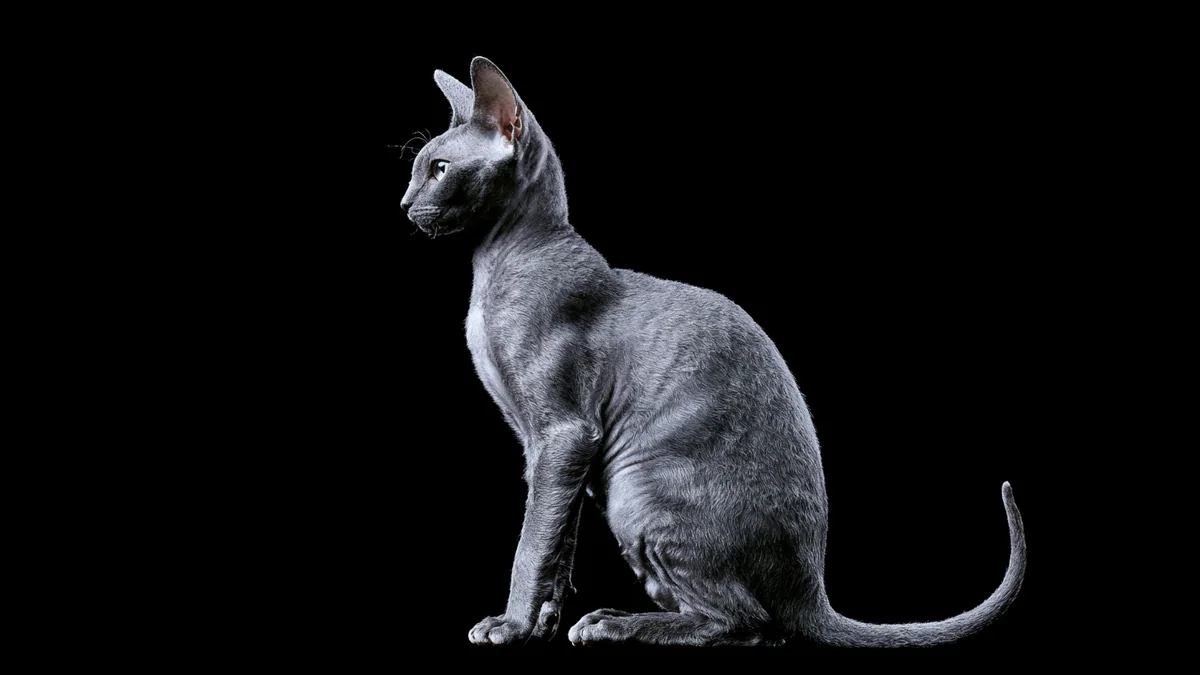 Illustration eines Devon Rex