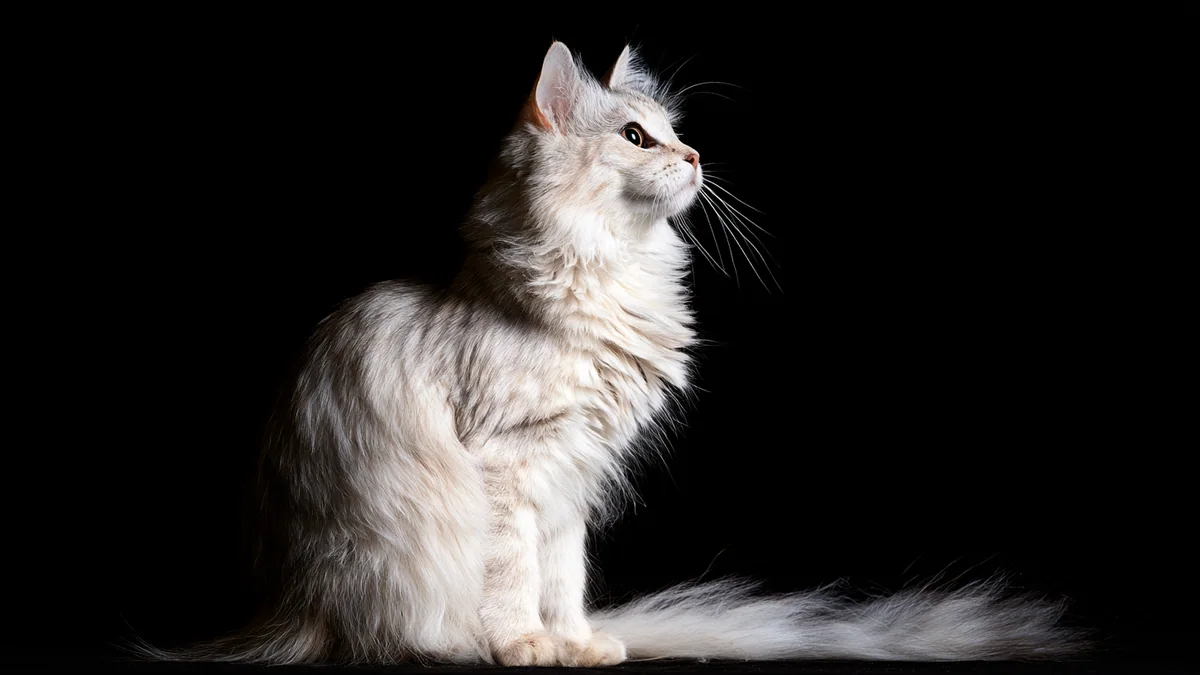 Illustration eines Sibirische Katze